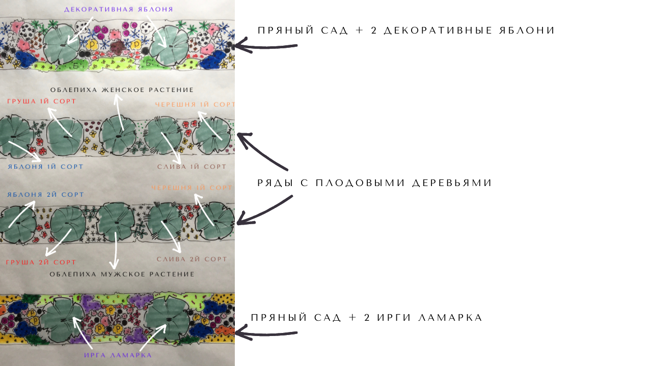 Сад пряных трав схема посадки. Пряные травы схема посадки. Мангольд схема посадки. Схема грядок на огороде.